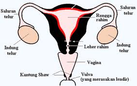 alat reproduksi wanita